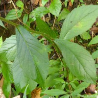 Blumea hieraciifolia var. flexuosa (C.B.Clarke) Randeria